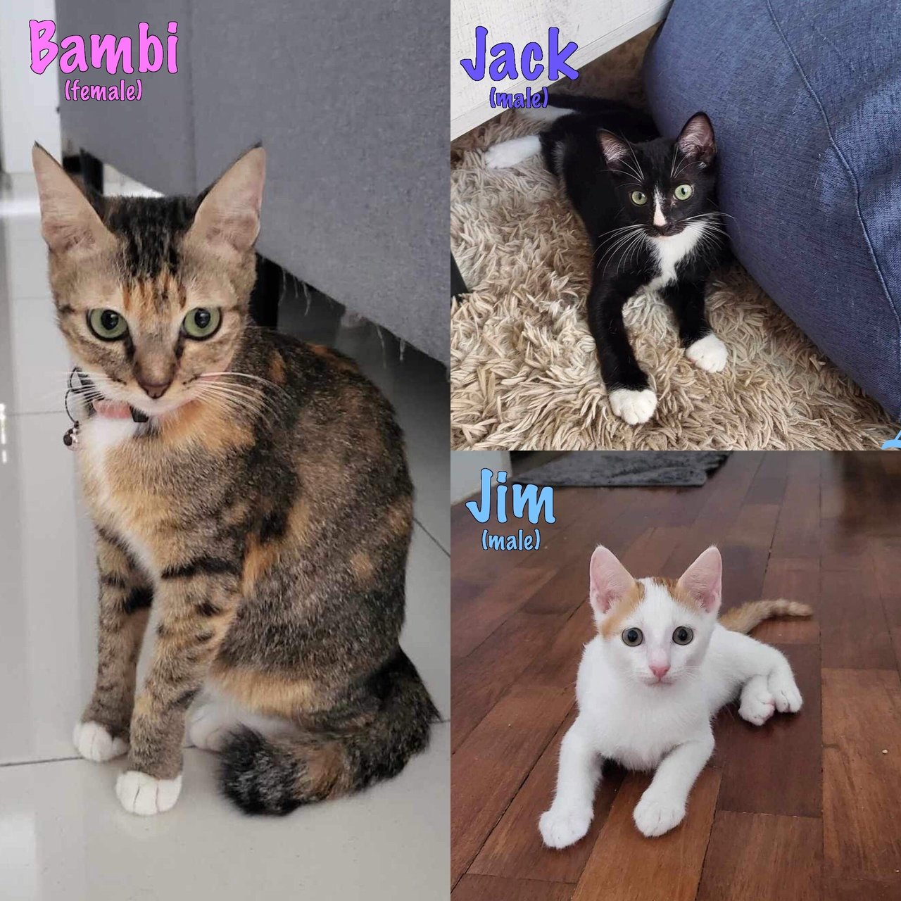 Mama Bambi &amp; Jack &amp; Jim - Domestic Short Hair Cat