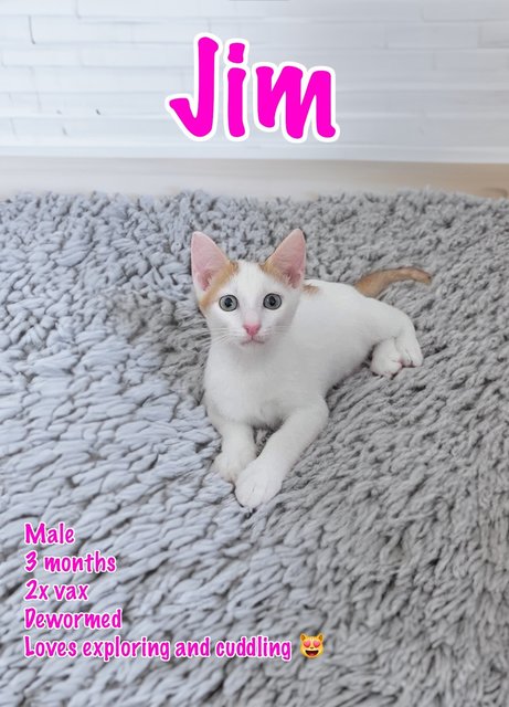 Mama Bambi &amp; Jack &amp; Jim - Domestic Short Hair Cat