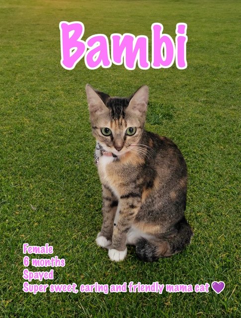 Mama Bambi &amp; Jack &amp; Jim - Domestic Short Hair Cat