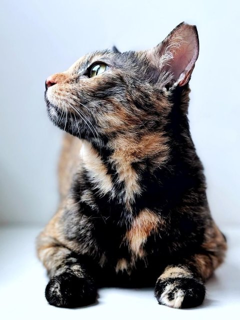 Orchid - Domestic Short Hair Cat