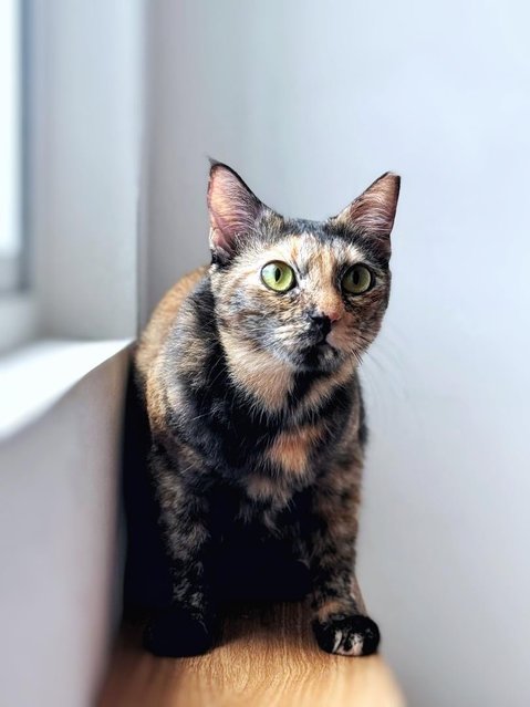 Orchid - Domestic Short Hair Cat