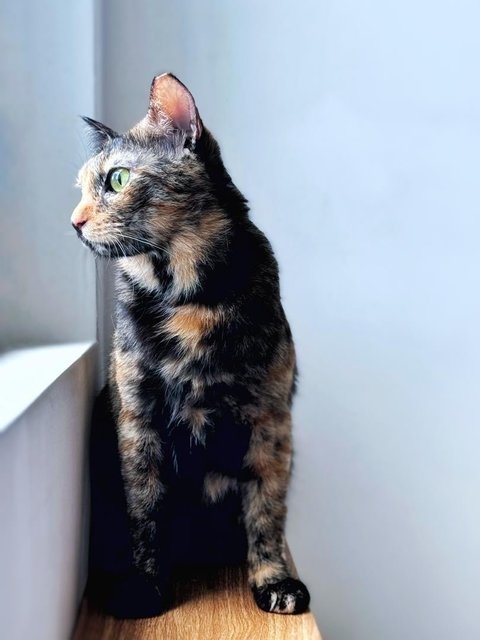 Orchid - Domestic Short Hair Cat