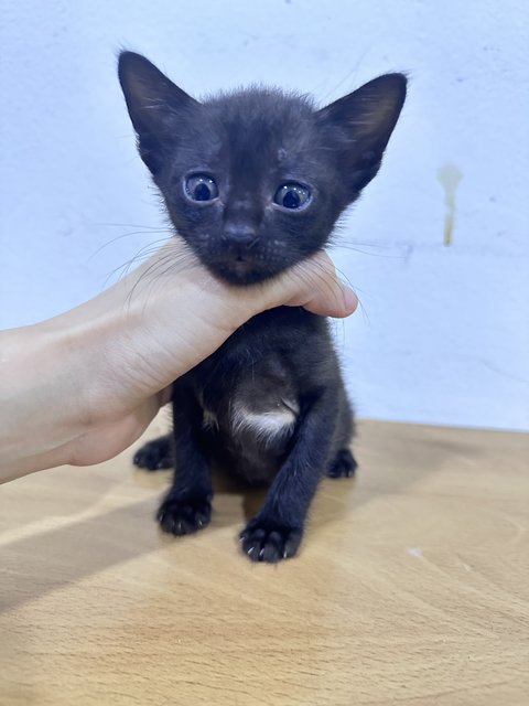 Baby - Domestic Short Hair Cat