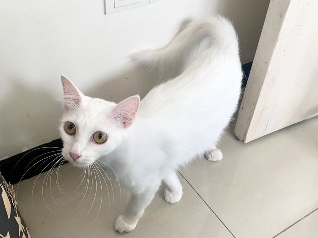 Nayo  - Domestic Long Hair Cat