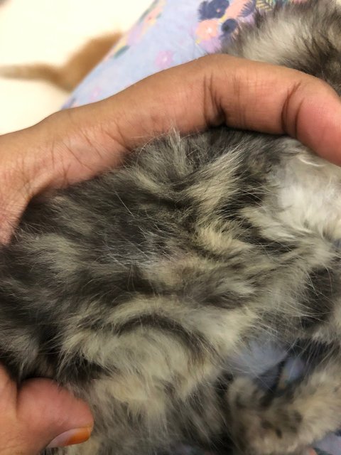 Racoon - British Shorthair + Domestic Short Hair Cat