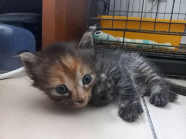 Powder - British Shorthair + Domestic Short Hair Cat