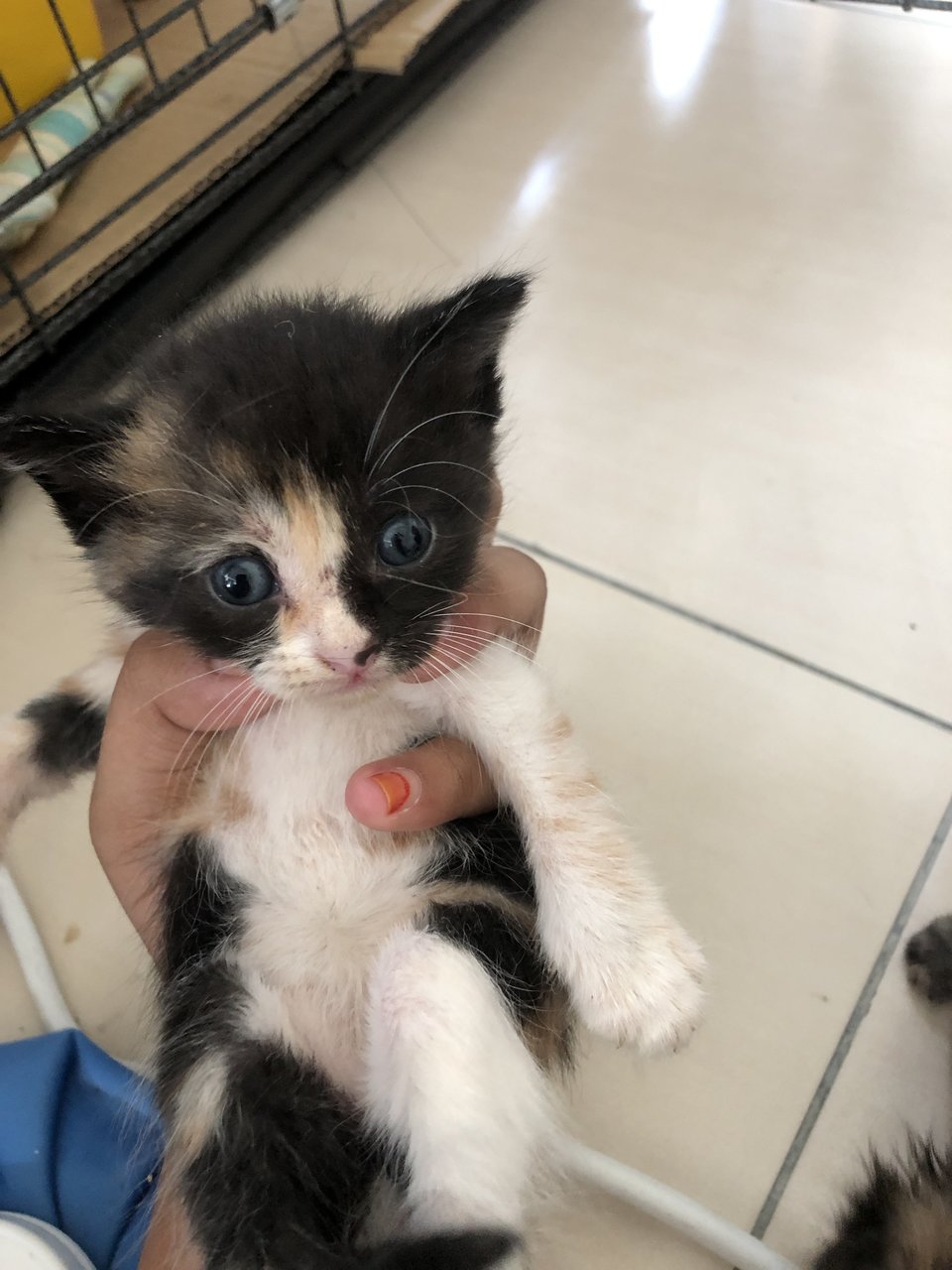 Rosy - British Shorthair + Domestic Short Hair Cat