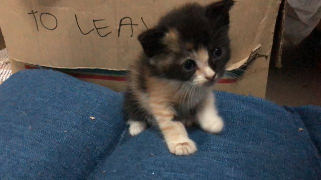 Rosy - British Shorthair + Domestic Short Hair Cat