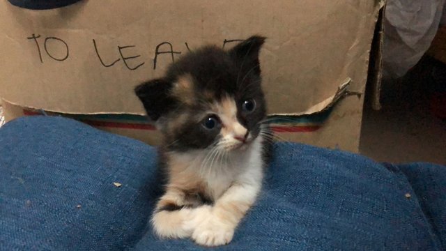 Rosy - British Shorthair + Domestic Short Hair Cat