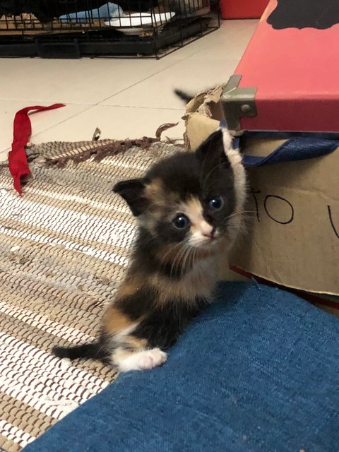 Rosy - British Shorthair + Domestic Short Hair Cat