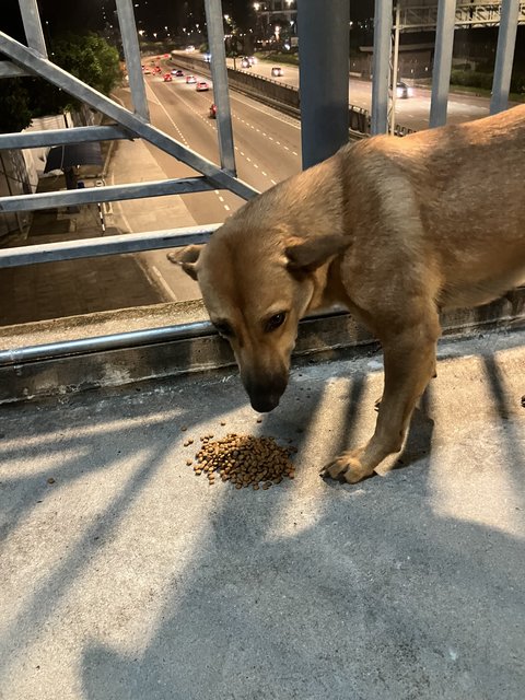 Sandy, Cookie, Blacko - Mixed Breed Dog