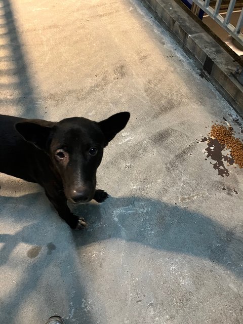 Sandy, Cookie, Blacko - Mixed Breed Dog