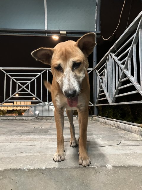 Sandy, Cookie, Blacko - Mixed Breed Dog