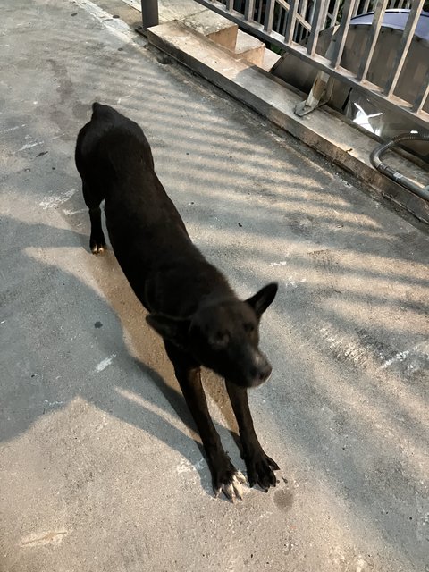 Sandy, Cookie, Blacko - Mixed Breed Dog