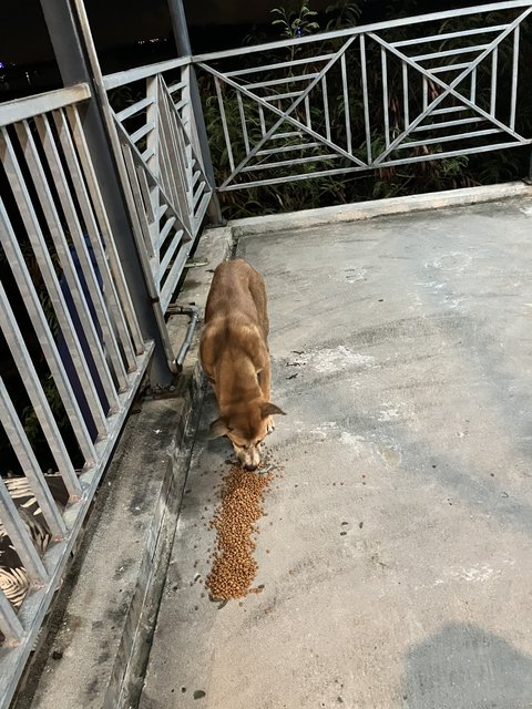 Sandy, Cookie, Blacko - Mixed Breed Dog