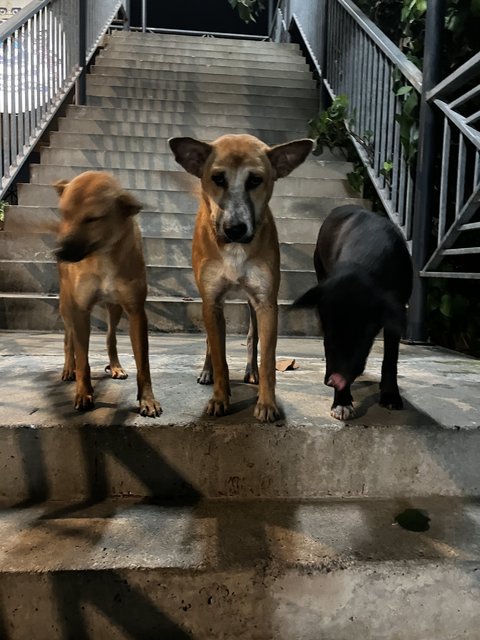 Sandy, Cookie, Blacko - Mixed Breed Dog