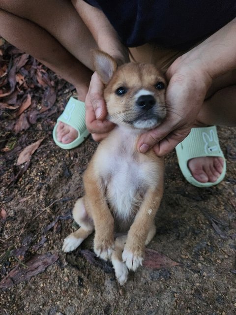 Lucas - Mixed Breed Dog