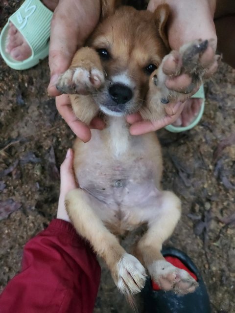 Lucas - Mixed Breed Dog