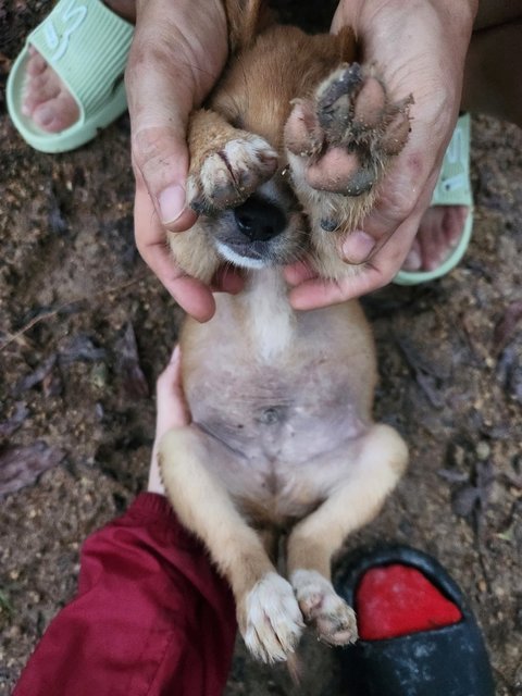 Lucas - Mixed Breed Dog