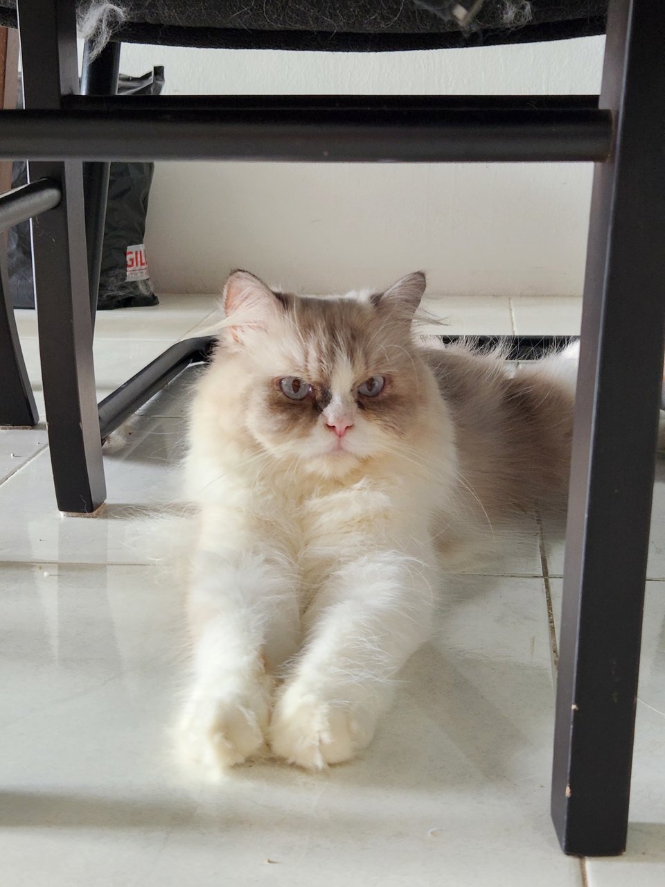 Marvel *booked* - Ragdoll + Persian Cat