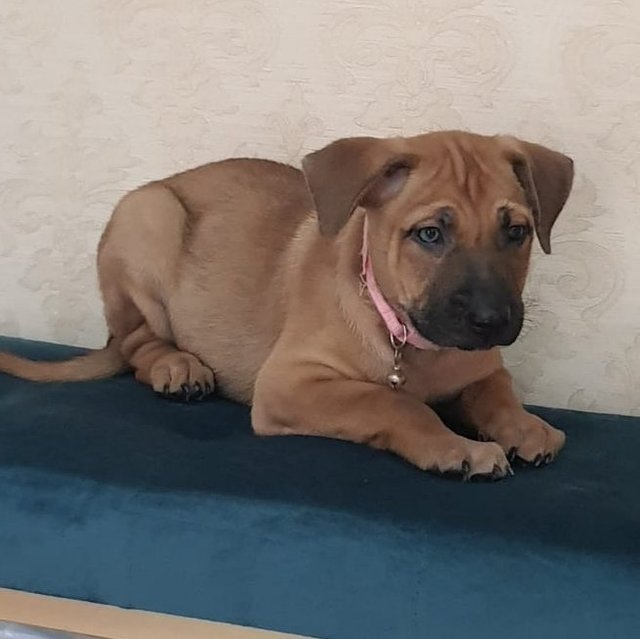 Brothers &amp; Sisters  - Labrador Retriever + Black Mouth Cur Dog