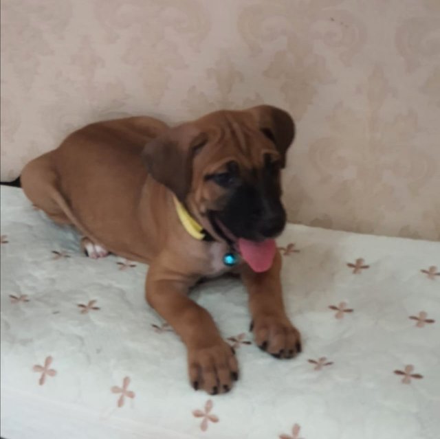 Brothers &amp; Sisters  - Labrador Retriever + Black Mouth Cur Dog