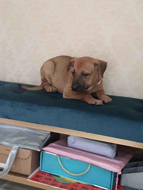 Brothers &amp; Sisters  - Labrador Retriever + Black Mouth Cur Dog