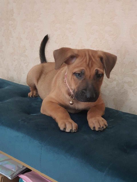 Brothers &amp; Sisters  - Labrador Retriever + Black Mouth Cur Dog