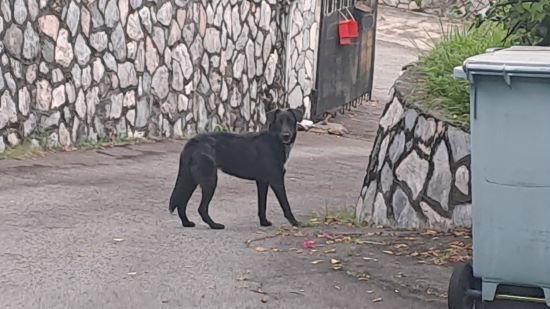 Buster - Mixed Breed Dog