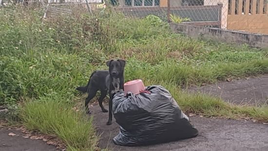 Buster - Mixed Breed Dog