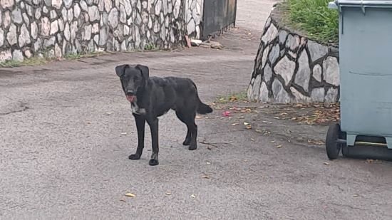 Buster - Mixed Breed Dog