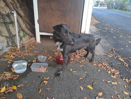 Buster - Mixed Breed Dog