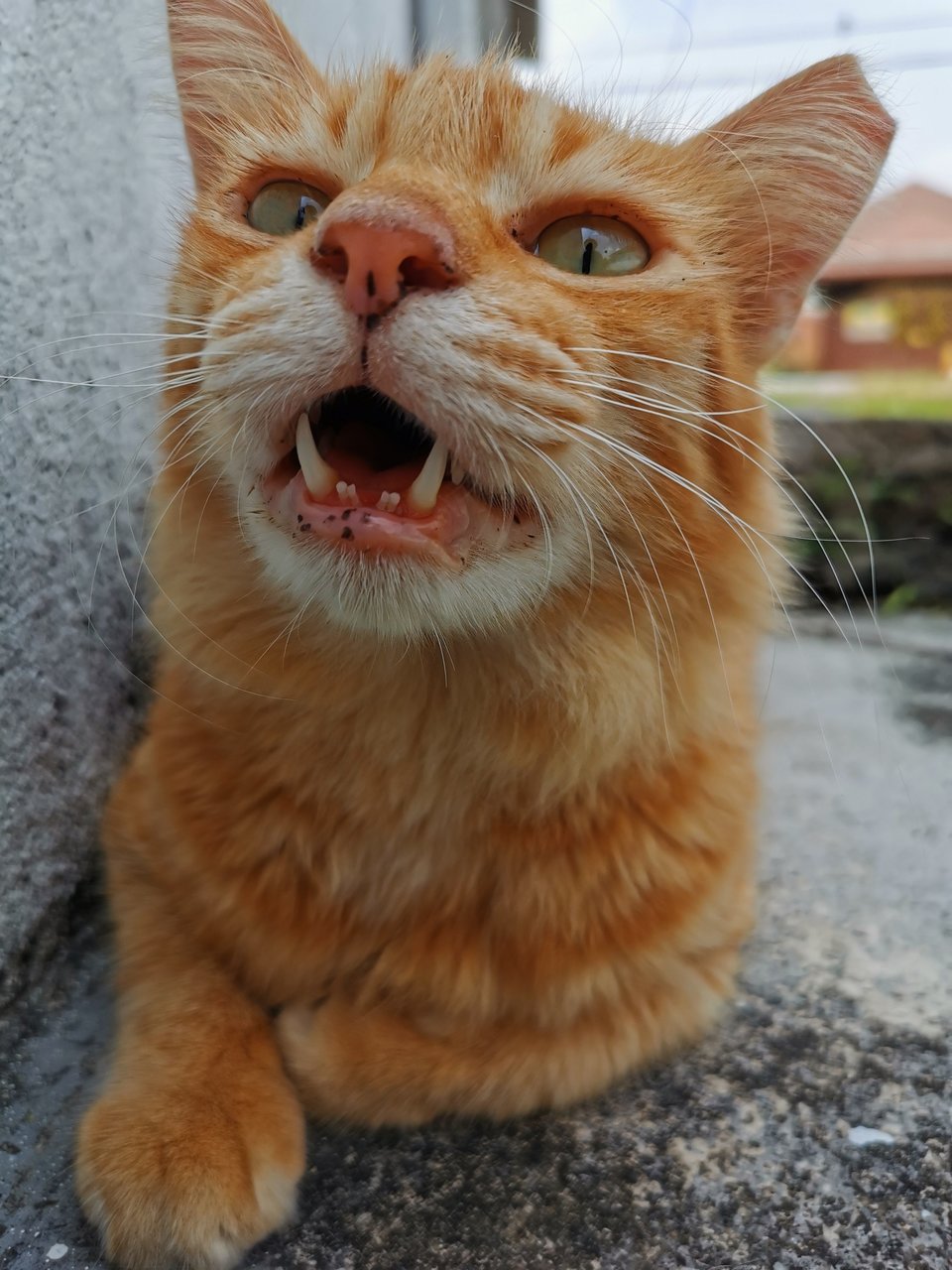 Mr. Spaghetti  - Domestic Medium Hair Cat