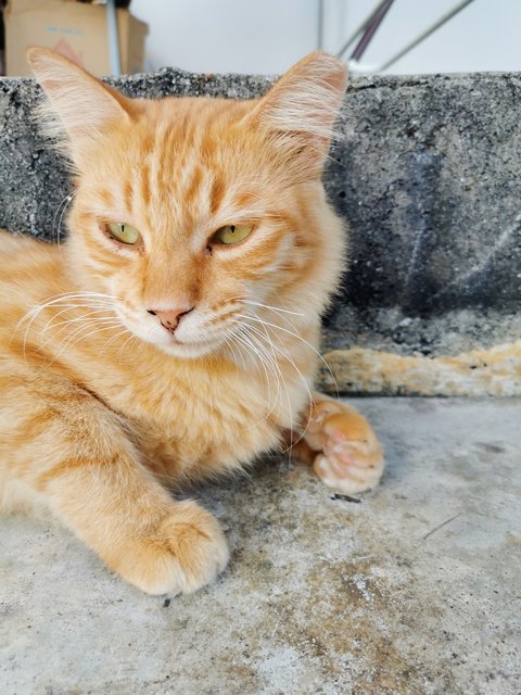 Mr. Spaghetti  - Domestic Medium Hair Cat