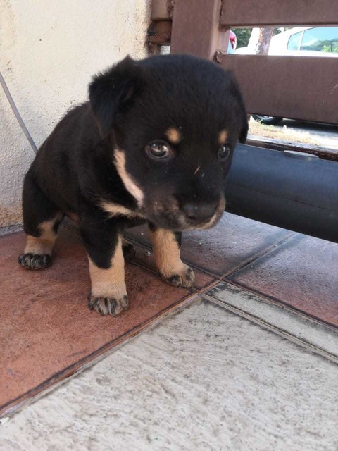 Cooper - Mixed Breed Dog