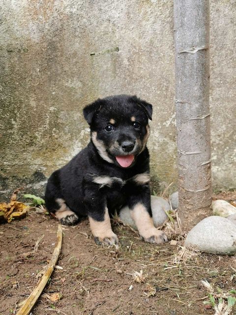 Cooper - Mixed Breed Dog