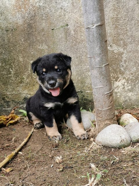 Cooper - Mixed Breed Dog