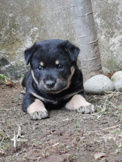 Cooper - Mixed Breed Dog