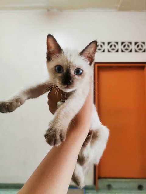 Ploppy - Siamese Cat