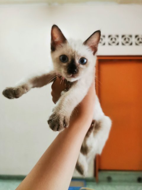 Ploppy - Siamese Cat