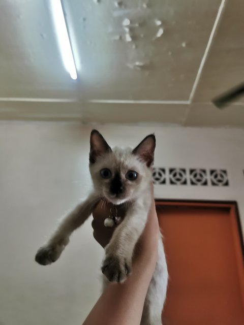 Ploppy - Siamese Cat