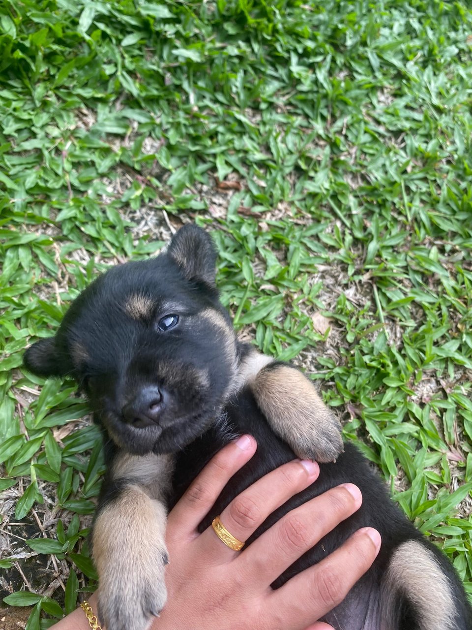 Coffee - Mixed Breed Dog