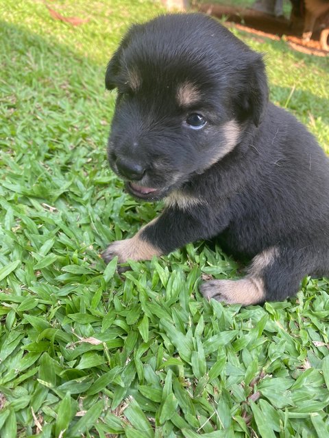 Coffee - Mixed Breed Dog