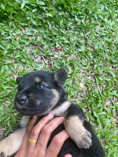 Coffee - Mixed Breed Dog