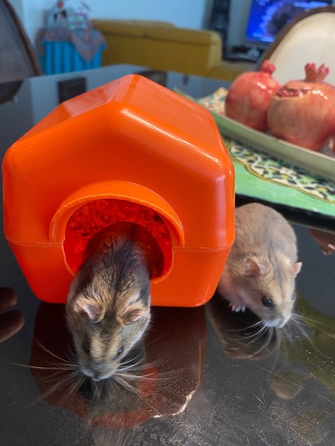 Speedy, Summer &amp; Miusif - Common Hamster Hamster