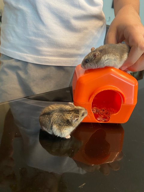 Speedy, Summer &amp; Miusif - Common Hamster Hamster