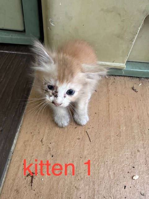 Persian Family Of 5 - Persian Cat