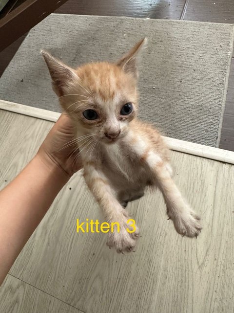 Persian Family Of 5 - Persian Cat