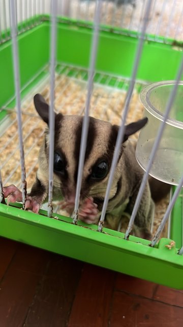 Boba Fett - Sugar Glider Small & Furry