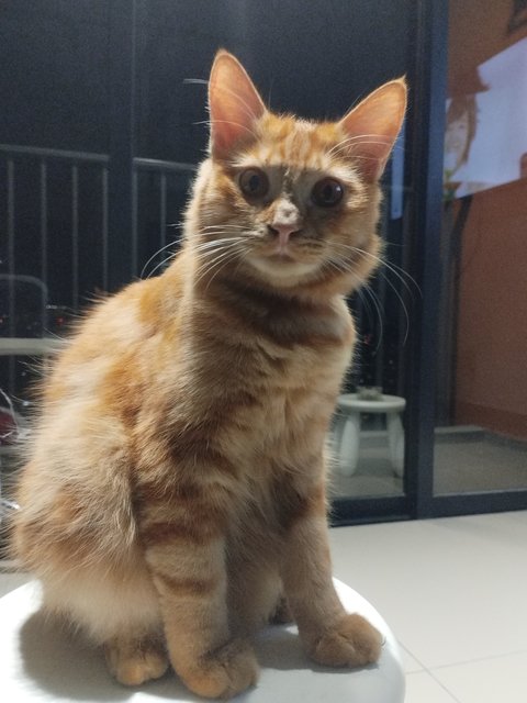 Marble - Maine Coon + Persian Cat